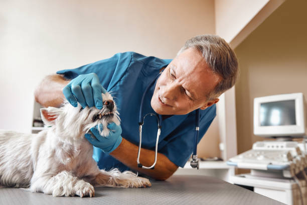Best Same-Day Emergency Dentist in New Orleans, LA
